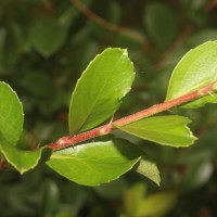 Rhaphiolepis indica (L.) Lindl.